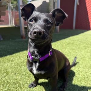 Zinnia, Chihuahua, young, available for adoption