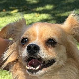 Marmaduke, Mixed Breed (Small), available for adoption