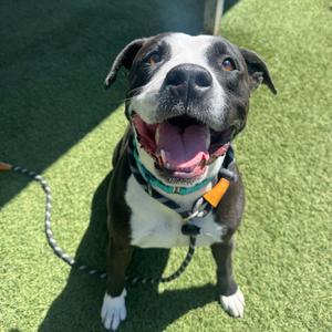 Summer, Terrier, Pit Bull, adult, available for adoption