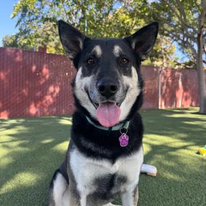 Sammy, Shepherd, German, adult, available for adoption