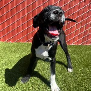 Stefan, Terrier, puppy, available for adoption