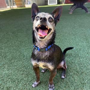 A small dog with a black and gray coat, wearing a blue collar, sitting on green artificial turf with its mouth open in a happy expression.
