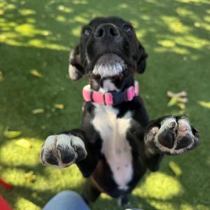 Damon, Terrier, puppy, available for adoption