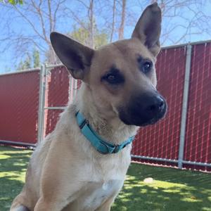 Rain, Shepherd, German, young, available for adoption