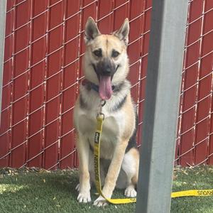Remi, Shepherd, German, young, available for adoption