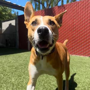 Cash, Terrier, available for adoption