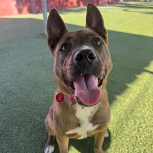 A brown dog with a white chest and a red collar, sitting on a green artificial turf surface, looking up with its mouth open and tongue out.