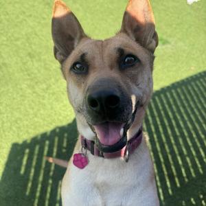 Eve, Carolina Dog, adult, available for adoption