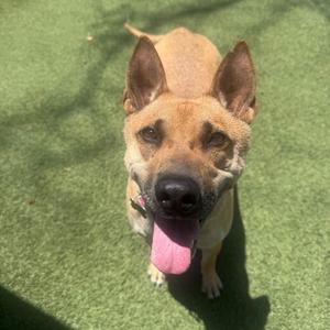A brown dog with pointed ears and a pink tongue sticking out, standing on green artificial grass.