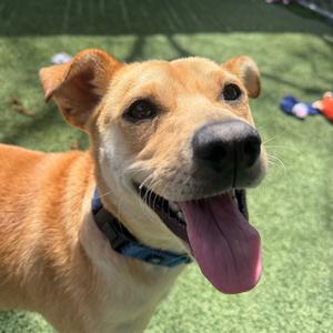 Mikey, Retriever, Labrador, adult, available for adoption