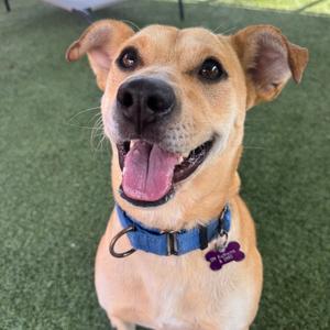 A happy dog with a blue collar and a purple bone-shaped tag, sitting on green artificial grass.