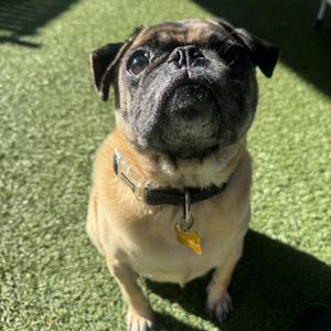 Willie, Pug, available for adoption