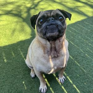 Willie, Pug, available for adoption