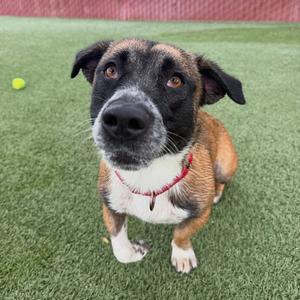 A brown and black dog with a red collar sitting on green artificial grass, looking up at the camera with a yellow tennis ball in the background.