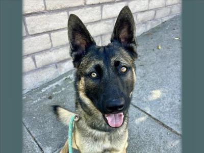 BLUEY, German Shepherd Dog, adult, available for adoption
