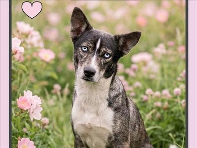 COQUETTE, Husky, young, available for adoption