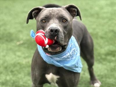 CHAPO, American Pit Bull Terrier, adult, available for adoption