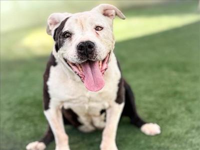 DAHLIA, Staffordshire Bull Terrier, senior, available for adoption