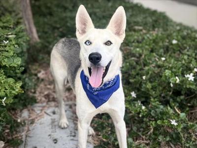 BLUE, German Shepherd Dog, young, available for adoption