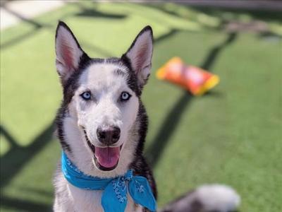 APOLLO, Siberian Husky, young, available for adoption