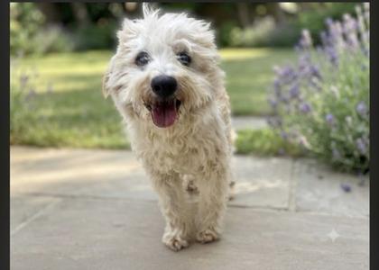 BENTLEY, Tibetan Terrier, senior, available for adoption