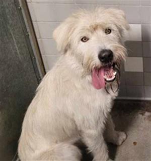 BART, Irish Wolfhound, young, available for adoption