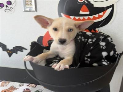 CREAM PUFF, Siberian Husky, puppy, available for adoption