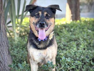 A happy dog with a black and tan coat, wearing a purple collar, sitting outdoors with greenery in the background.
