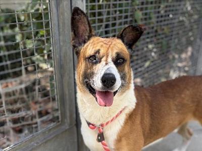 BUSTER, Basenji, senior, available for adoption