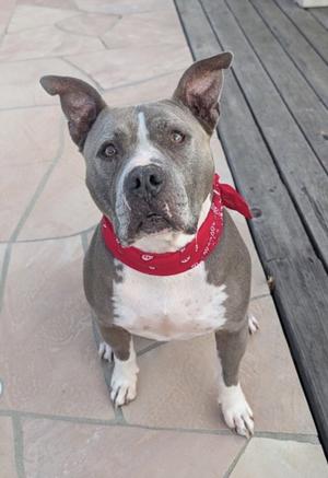 A gray and white dog with a red bandana sitting on a tiled floor.