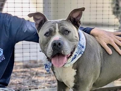BRUIN, American Pit Bull Terrier, adult, available for adoption