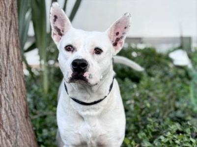 BENJI, American Pit Bull Terrier, adult, available for adoption