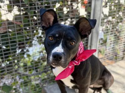 BETTY, Pit Bull Terrier, adult, available for adoption