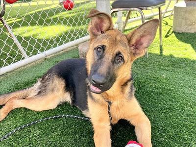 BUGS, German Shepherd Dog, young, available for adoption