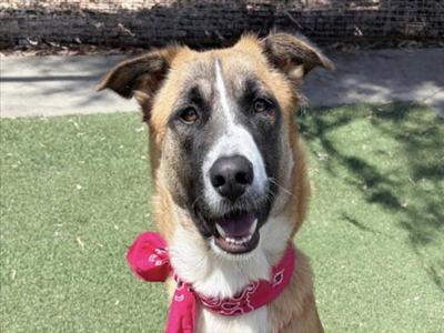 ELLY, Basenji, adult, available for adoption