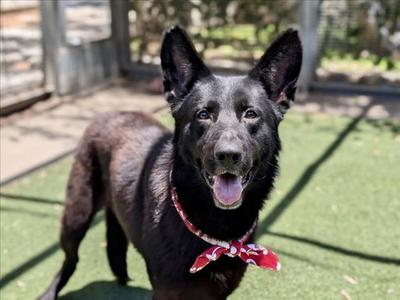 DON, German Shepherd Dog, adult, available for adoption