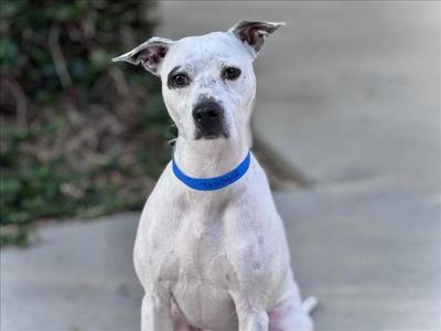 A white dog with black spots on its face and ears, wearing a blue collar, sitting on a concrete surface.