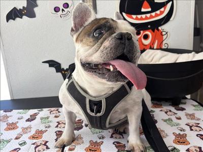 CHLOE, French Bulldog, senior, available for adoption