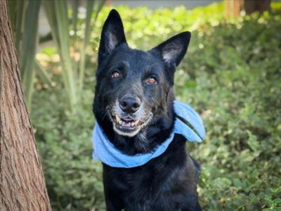 BOSCO, German Shepherd Dog, senior, available for adoption