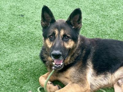 BRONNY, German Shepherd Dog, adult, available for adoption