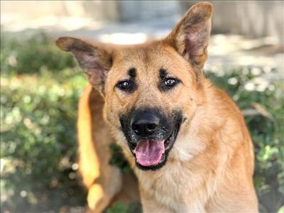 BENNY, German Shepherd Dog, young, available for adoption
