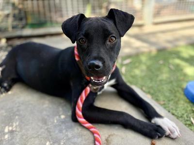 ANASTASIA, Pit Bull Terrier, young, available for adoption