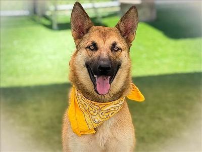 AJA, German Shepherd Dog, young, available for adoption