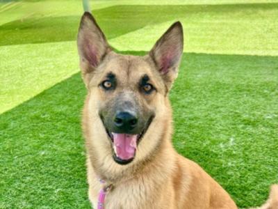 A German Shepherd dog sitting on a green lawn, looking directly at the camera with its mouth open and tongue out.