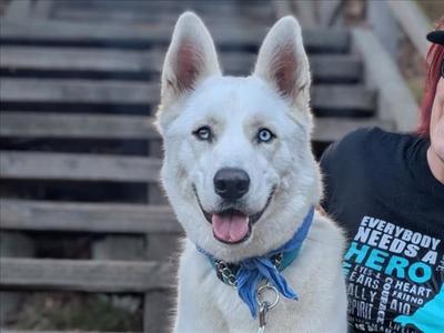 CHIP, Siberian Husky, adult, available for adoption