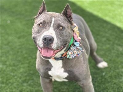 BESSIE, Pit Bull Terrier, adult, available for adoption