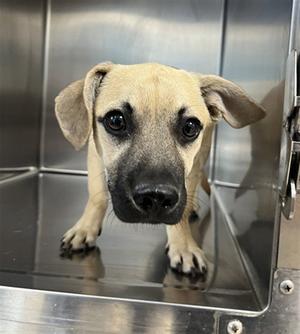 CHUCK, Chihuahua / German Shepherd Dog, puppy, available for adoption