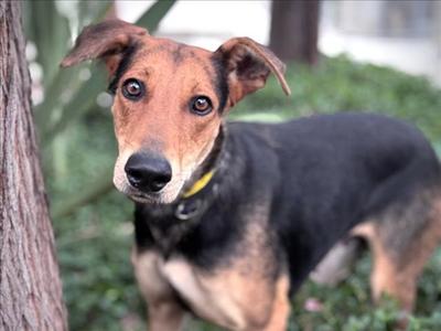 ANNIE, Doberman Pinscher, adult, available for adoption