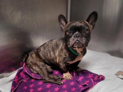 COOLY, French Bulldog, senior, available for adoption