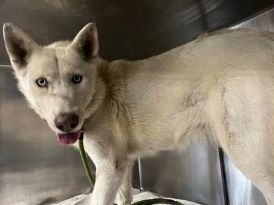 CORA, Husky, adult, available for adoption